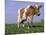 Guernsey Cow in Field of Dandelions, IL-Lynn M^ Stone-Mounted Photographic Print