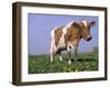 Guernsey Cow in Field of Dandelions, IL-Lynn M^ Stone-Framed Photographic Print