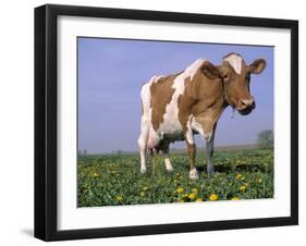 Guernsey Cow in Field of Dandelions, IL-Lynn M^ Stone-Framed Photographic Print