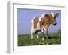 Guernsey Cow in Field of Dandelions, IL-Lynn M^ Stone-Framed Photographic Print