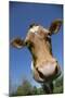 Guernsey Cow in Lush Spring Meadow, Granby, Connecticut, USA-Lynn M^ Stone-Mounted Premium Photographic Print