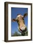 Guernsey Cow in Lush Spring Meadow, Granby, Connecticut, USA-Lynn M^ Stone-Framed Photographic Print