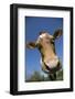 Guernsey Cow in Lush Spring Meadow, Granby, Connecticut, USA-Lynn M^ Stone-Framed Photographic Print