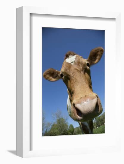 Guernsey Cow in Lush Spring Meadow, Granby, Connecticut, USA-Lynn M^ Stone-Framed Photographic Print