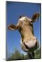 Guernsey Cow in Lush Spring Meadow, Granby, Connecticut, USA-Lynn M^ Stone-Mounted Photographic Print