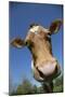 Guernsey Cow in Lush Spring Meadow, Granby, Connecticut, USA-Lynn M^ Stone-Mounted Photographic Print