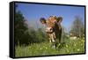 Guernsey Cow in Lush Spring Pasture and Buttercup Blossoms, Granby, Connecticut, USA-Lynn M^ Stone-Framed Stretched Canvas