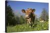 Guernsey Cow in Lush Spring Pasture and Buttercup Blossoms, Granby, Connecticut, USA-Lynn M^ Stone-Stretched Canvas