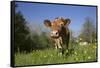 Guernsey Cow in Lush Spring Pasture and Buttercup Blossoms, Granby, Connecticut, USA-Lynn M^ Stone-Framed Stretched Canvas