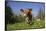 Guernsey Cow in Lush Spring Pasture and Buttercup Blossoms, Granby, Connecticut, USA-Lynn M^ Stone-Framed Stretched Canvas