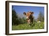 Guernsey Cow in Lush Spring Pasture and Buttercup Blossoms, Granby, Connecticut, USA-Lynn M^ Stone-Framed Photographic Print