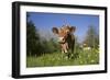 Guernsey Cow in Lush Spring Pasture and Buttercup Blossoms, Granby, Connecticut, USA-Lynn M^ Stone-Framed Photographic Print