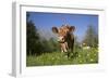 Guernsey Cow in Lush Spring Pasture and Buttercup Blossoms, Granby, Connecticut, USA-Lynn M^ Stone-Framed Photographic Print