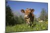 Guernsey Cow in Lush Spring Pasture and Buttercup Blossoms, Granby, Connecticut, USA-Lynn M^ Stone-Mounted Photographic Print