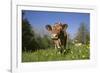 Guernsey Cow in Lush Spring Pasture and Buttercup Blossoms, Granby, Connecticut, USA-Lynn M^ Stone-Framed Photographic Print