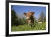 Guernsey Cow in Lush Spring Pasture and Buttercup Blossoms, Granby, Connecticut, USA-Lynn M^ Stone-Framed Photographic Print