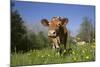 Guernsey Cow in Lush Spring Pasture and Buttercup Blossoms, Granby, Connecticut, USA-Lynn M^ Stone-Mounted Photographic Print