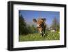 Guernsey Cow in Lush Spring Pasture and Buttercup Blossoms, Granby, Connecticut, USA-Lynn M^ Stone-Framed Photographic Print