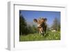 Guernsey Cow in Lush Spring Pasture and Buttercup Blossoms, Granby, Connecticut, USA-Lynn M^ Stone-Framed Photographic Print