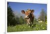 Guernsey Cow in Lush Spring Pasture and Buttercup Blossoms, Granby, Connecticut, USA-Lynn M^ Stone-Framed Photographic Print