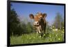 Guernsey Cow in Lush Spring Pasture and Buttercup Blossoms, Granby, Connecticut, USA-Lynn M^ Stone-Framed Photographic Print