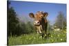 Guernsey Cow in Lush Spring Pasture and Buttercup Blossoms, Granby, Connecticut, USA-Lynn M^ Stone-Stretched Canvas