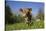 Guernsey Cow in Lush Spring Pasture and Buttercup Blossoms, Granby, Connecticut, USA-Lynn M^ Stone-Stretched Canvas