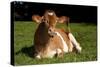 Guernsey Cow Lying in Autum Pasture While Chewing Her Cud, Granby, Connecticut, USA-Lynn M^ Stone-Stretched Canvas