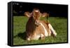 Guernsey Cow Lying in Autum Pasture While Chewing Her Cud, Granby, Connecticut, USA-Lynn M^ Stone-Framed Stretched Canvas