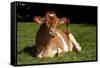 Guernsey Cow Lying in Autum Pasture While Chewing Her Cud, Granby, Connecticut, USA-Lynn M^ Stone-Framed Stretched Canvas