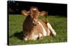 Guernsey Cow Lying in Autum Pasture While Chewing Her Cud, Granby, Connecticut, USA-Lynn M^ Stone-Stretched Canvas