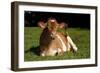 Guernsey Cow Lying in Autum Pasture While Chewing Her Cud, Granby, Connecticut, USA-Lynn M^ Stone-Framed Photographic Print