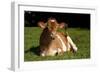 Guernsey Cow Lying in Autum Pasture While Chewing Her Cud, Granby, Connecticut, USA-Lynn M^ Stone-Framed Photographic Print