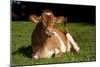 Guernsey Cow Lying in Autum Pasture While Chewing Her Cud, Granby, Connecticut, USA-Lynn M^ Stone-Mounted Photographic Print