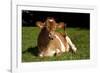 Guernsey Cow Lying in Autum Pasture While Chewing Her Cud, Granby, Connecticut, USA-Lynn M^ Stone-Framed Photographic Print