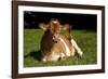Guernsey Cow Lying in Autum Pasture While Chewing Her Cud, Granby, Connecticut, USA-Lynn M^ Stone-Framed Photographic Print