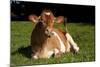 Guernsey Cow Lying in Autum Pasture While Chewing Her Cud, Granby, Connecticut, USA-Lynn M^ Stone-Mounted Photographic Print