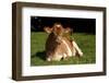 Guernsey Cow Lying in Autum Pasture While Chewing Her Cud, Granby, Connecticut, USA-Lynn M^ Stone-Framed Photographic Print