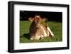 Guernsey Cow Lying in Autum Pasture While Chewing Her Cud, Granby, Connecticut, USA-Lynn M^ Stone-Framed Photographic Print