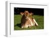 Guernsey Cow Lying in Autum Pasture While Chewing Her Cud, Granby, Connecticut, USA-Lynn M^ Stone-Framed Photographic Print