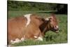 Guernsey Cow Munching on Cud in Spring Pasture Grass, Granby, Connecticut, USA-Lynn M^ Stone-Stretched Canvas