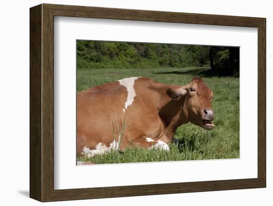 Guernsey Cow Munching on Cud in Spring Pasture Grass, Granby, Connecticut, USA-Lynn M^ Stone-Framed Photographic Print