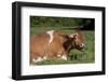 Guernsey Cow Munching on Cud in Spring Pasture Grass, Granby, Connecticut, USA-Lynn M^ Stone-Framed Photographic Print
