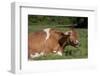 Guernsey Cow Munching on Cud in Spring Pasture Grass, Granby, Connecticut, USA-Lynn M^ Stone-Framed Photographic Print