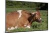 Guernsey Cow Munching on Cud in Spring Pasture Grass, Granby, Connecticut, USA-Lynn M^ Stone-Mounted Photographic Print