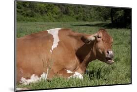 Guernsey Cow Munching on Cud in Spring Pasture Grass, Granby, Connecticut, USA-Lynn M^ Stone-Mounted Photographic Print