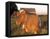 Guernsey Cow on Farm, IL-Lynn M^ Stone-Framed Stretched Canvas