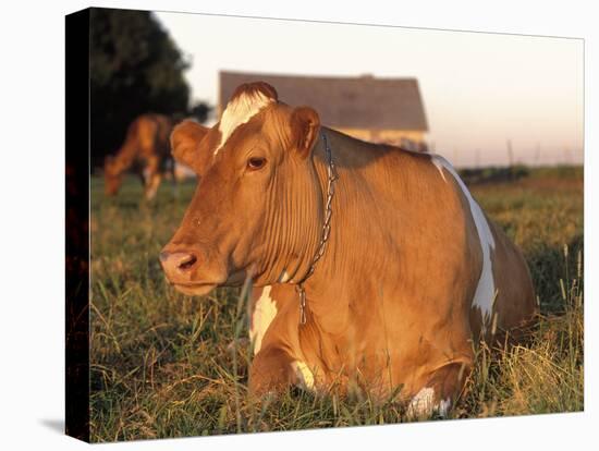 Guernsey Cow on Farm, IL-Lynn M^ Stone-Stretched Canvas