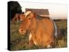 Guernsey Cow on Farm, IL-Lynn M^ Stone-Stretched Canvas