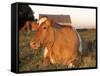 Guernsey Cow on Farm, IL-Lynn M^ Stone-Framed Stretched Canvas